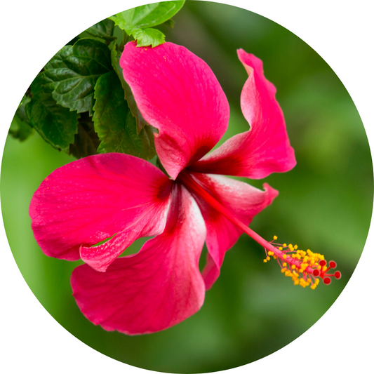 Polynesian Hibiscus